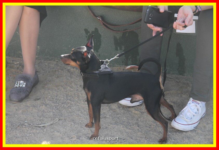 180311 mostra_canina 087.jpg